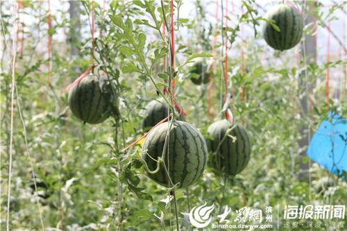 五一吃瓜网免费吃瓜,免费瓜果盛宴等你来尝！  第3张