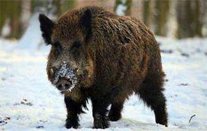 热门爆料野猪视频大全,野性十足！热门爆料野猪视频大全盘点  第3张